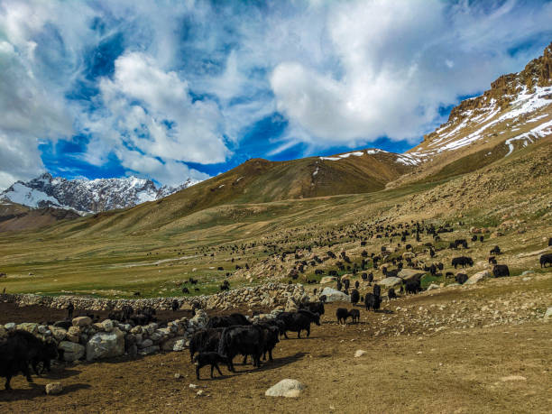 istock Beautiful Yaks in the Pamir Mountains. 2173189131