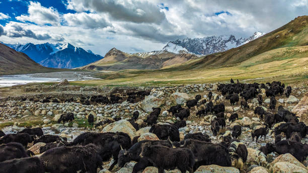istock Beautiful Yaks in the Pamir Mountains. 2173189138