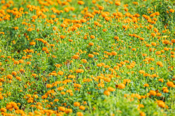 Banseli, Ajmer, Rajasthan, India. Marigolds in a field in Rajasthan.