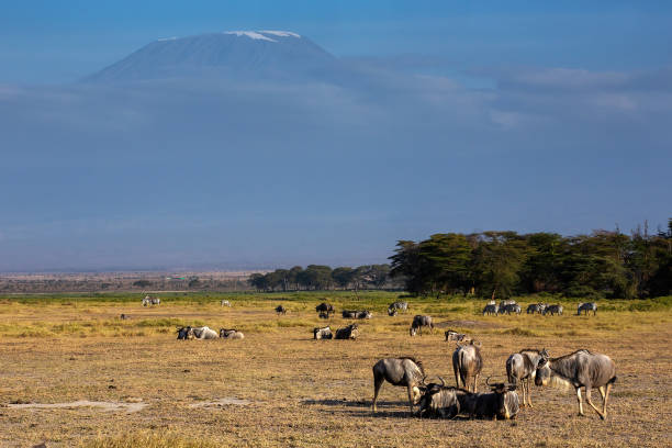 istock Wildebeest Herd and Zebra Herd in front of the Kilimanjaro 2173190893