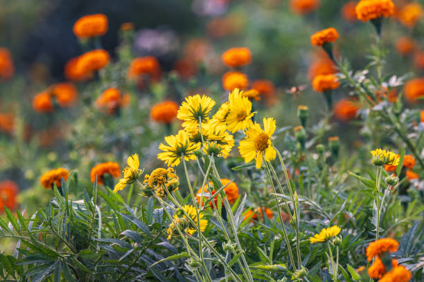 istock Yellow daisies and marigolds in a field. 2173191008