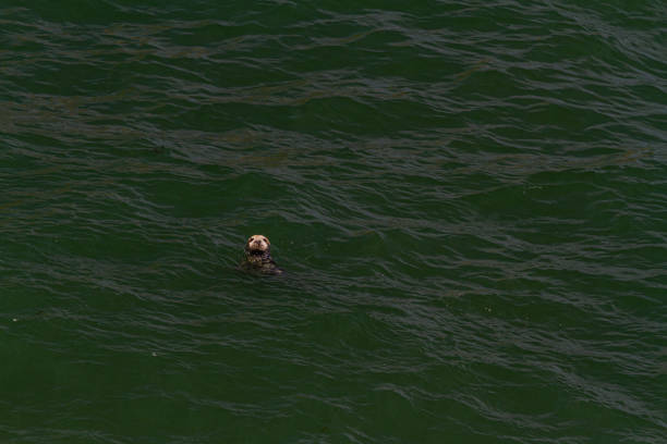two ducks swimming