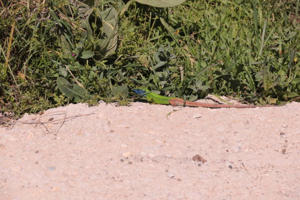 istock Green blue colored lizard close up 2173195226