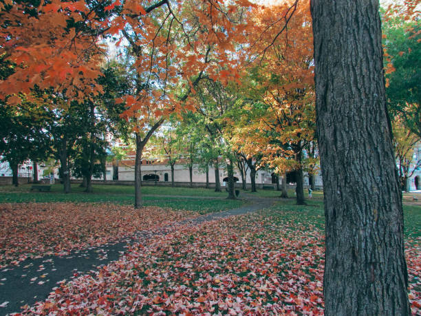 A peaceful urban park with tall trees displaying autumn foliage, bathed in warm sunlight. The surrounding buildings add a sense of city life blending with nature. The clear blue sky and golden leaves create a harmonious seasonal atmosphere.