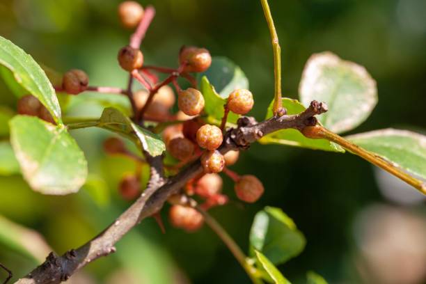 istock Fruits of a Sichuan pepper, Zanthoxylum bungeanum 2173197952