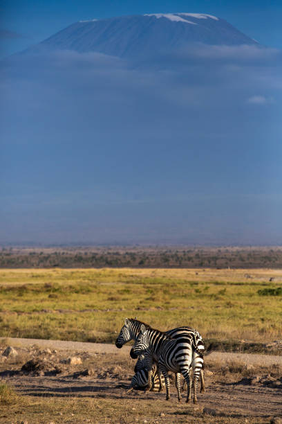 istock Plains Zebras and Kilimanjaro 2173198966