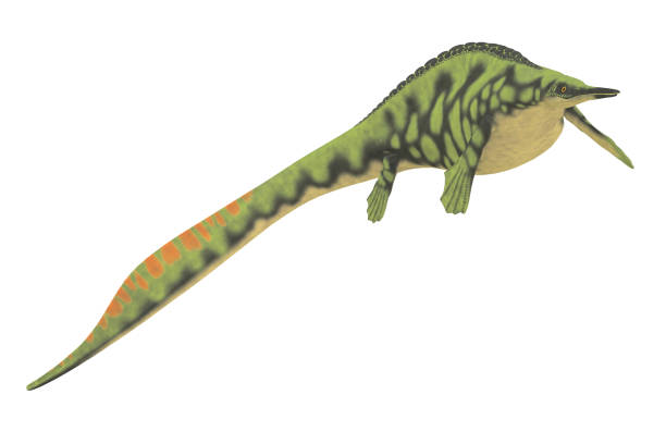 istock Hupehsuchus Aquatic Reptile 2173200200