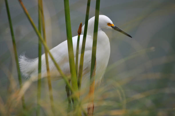 istock Beautiful white heron among the plants 2173202290