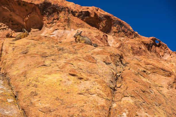 istock Rabbits on a rocky mountain in a Bolivian desert 2173203380