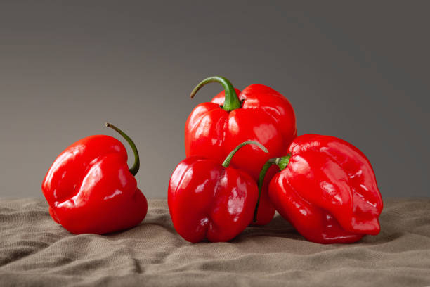 Selective focus of cabe gendot or Dieng chilli habanero, the popular chilli in Indonesia