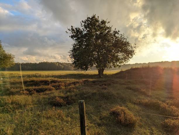 A serene countryside landscape at sunset, featuring a single tree standing in a grassy field. The warm golden light bathes the scene, with dramatic clouds and soft shadows adding depth to the image