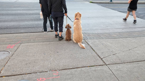 Toronto, Canada - August 25, 2024: Two pets wait to cross Spadina Avenue. Summer in the Kensington-Chinatown neighbourhood.