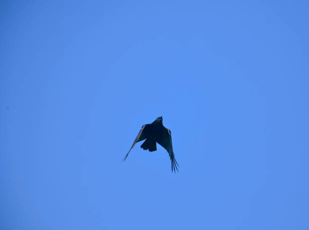a crow flying in the blue sky.