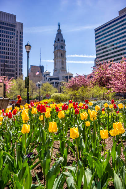 Philadelphia, PA USA Apr 21, 2013: Newly-blossoming tulips decorate a traffic island on Benjamin Franklin Parkway, looking east towards City Hall.