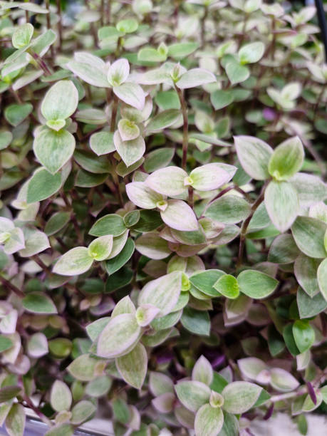 istock Callisia repens - creeping inchplant / turtle vine 2173218939