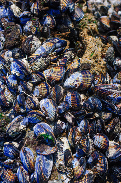 istock Close-up of Pacific Coast Tidepools 2173222336