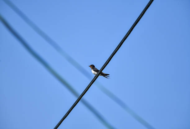 a swallow sitting on an electric wire.