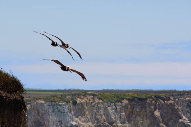 Brown pelicans (Pelecanus occidentalis) in flight formation over the Pacific Coast.
