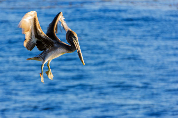 Brown pelican (Pelecanus occidentalis) in flight over the Pacific Ocean  coastline.Taken in Santa Cruz, California, USA.