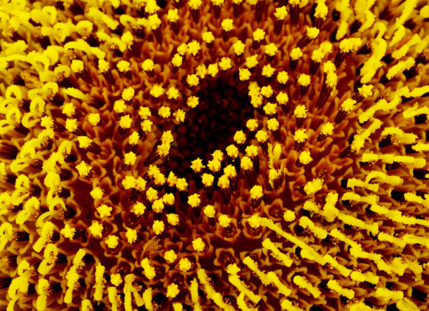 istock beautiful warm sunflower close 2173225113