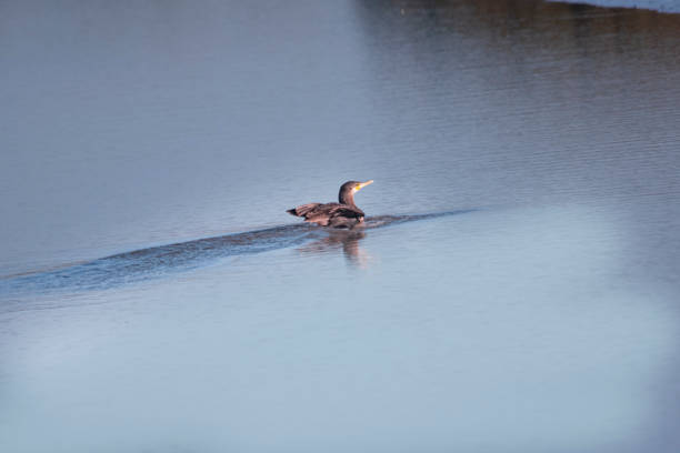 Duck swimming in the lagoon