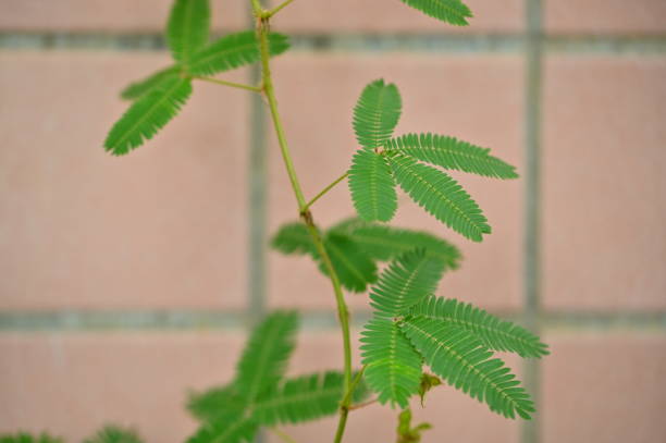 istock Sensitive Plant: Mimosa Pudica in Tropical Region 2173233887