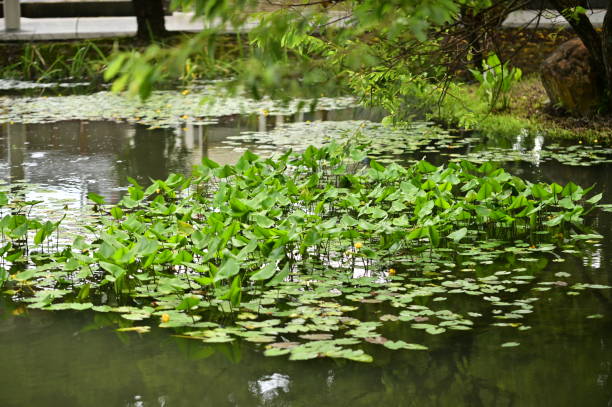 istock Aquatic Plants and Nuphar in Daylight at Ecological Pond 2173234363