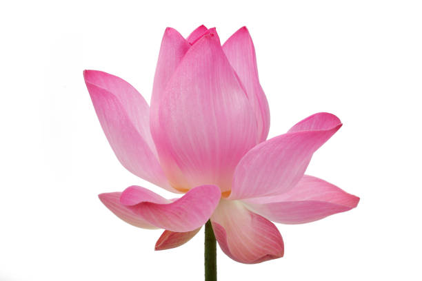 istock Soft Pink Lotus Flower on White Background 2173237840