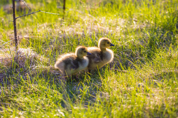 A pair of fluffy baby geese stroll through a grassy field, bathed in warm sunlight.