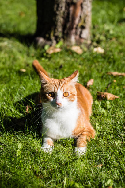 istock Orange and White Cat Relaxing on Green Grass 2173244224