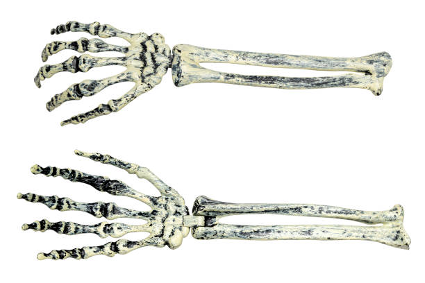 istock Two hands skeletons isolated over a white background. The skeletons are positioned next to each other 2173245878