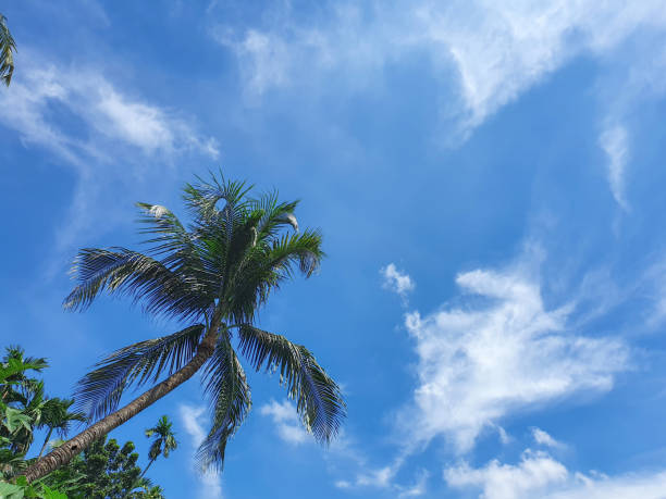 Tall coconut tree with lush leaves against a blue sky with soft clouds.