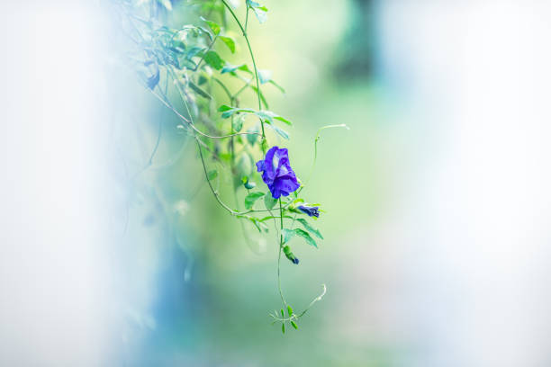 Single butterfly pea flower is blooming on a vine with soft focus green background.