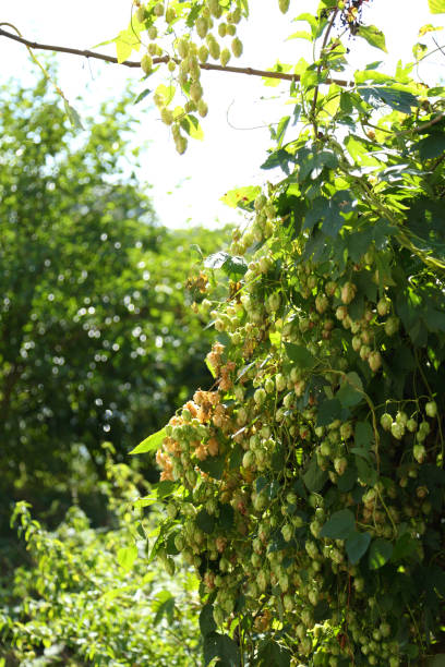 istock Hop bushes. Wild hops. Hops for brewing. Hops. 2173251745