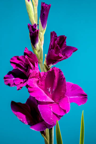 Macro view of purple gladiolus flowers growing in the garden.