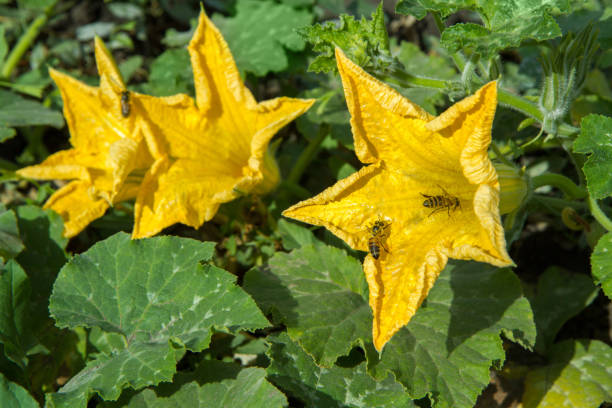 A close-up of bees pollinating inside a vibrant yellow flower in a garden.