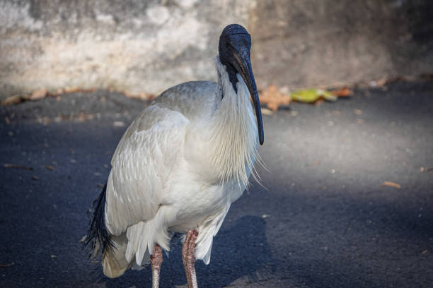 istock Bin chicken scavenging on city street 2173256636