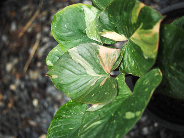 istock homalomena aromatica variegated plant in house pot 2173259667