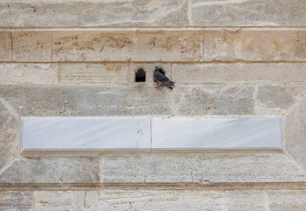 Bird houses in ottoman architecture. Photographs of Ayazma Mosque. Birdhouses added to buildings to accommodate birds
