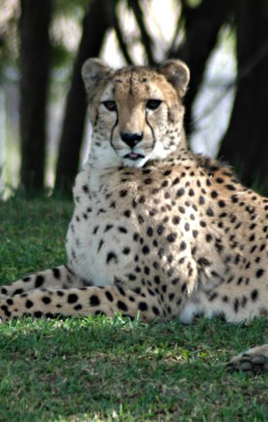 istock South African Cheetah 2173259768
