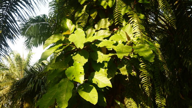 istock a teak leaf plant which has the Latin name Tectona grandis exposed to sunlight 2173260557