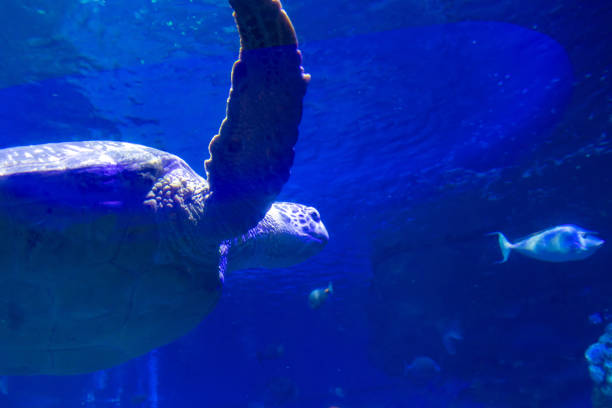 istock Sea turtle swimming in the water 2173262704