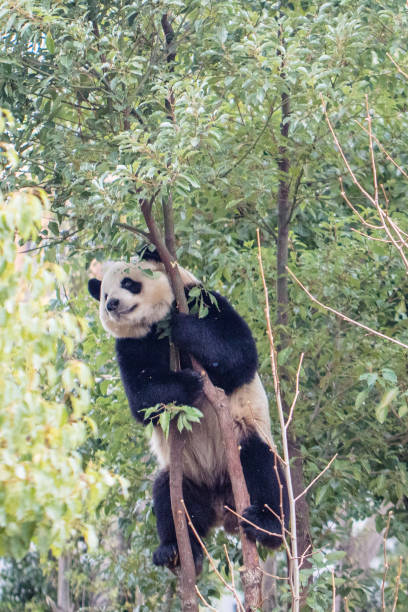 istock Giant panda climbing trees, Chengdu, China 2173263994