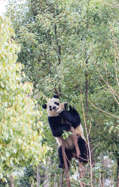 istock Giant panda climbing trees, Chengdu, China 2173263995