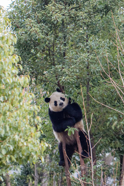 istock Giant panda climbing trees, Chengdu, China 2173263996