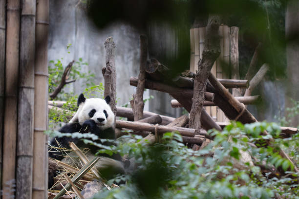istock Giant panda eating bamboo, Chengdu, China 2173263998