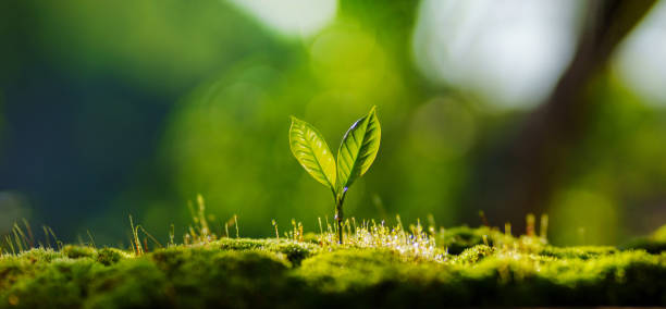 istock Small tree on the ground covered with moss, nature and environment background 2173265110