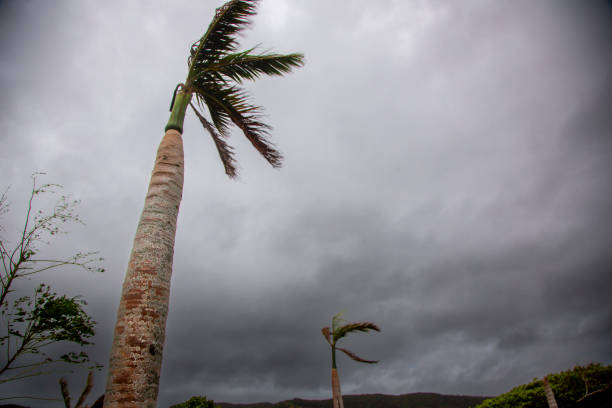 Minimalistic composition of coconut palm leaves against a cloudy sky background