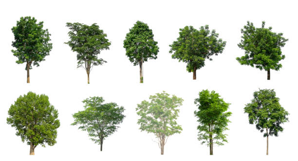 istock Set of Isolated trees on white background 2173266035