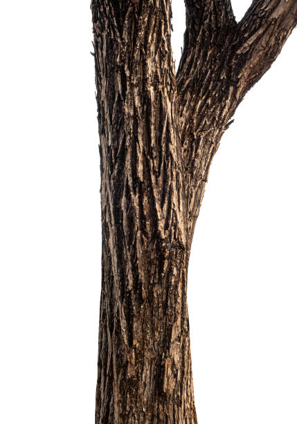 Trunk of a tree Isolated On White Background